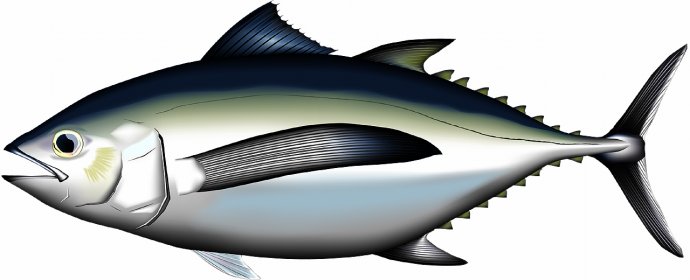 Q マグロの種類を教えて下さい よくある質問 極洋水産株式会社