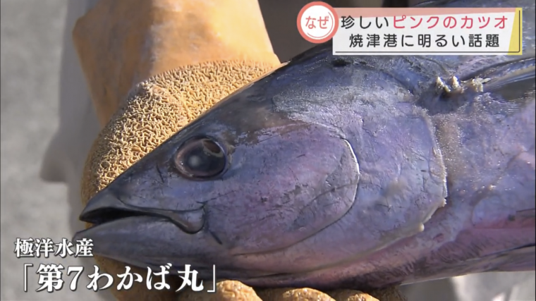 ピンク鰹　焼津　極洋水産　水揚げ　めざましテレビ　まき網船　